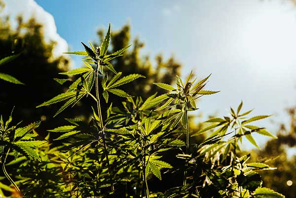 hemp-plants hemp-plants