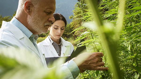 hemp farming hemp farming