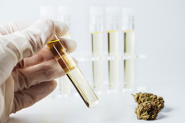 How CBD Could Cause You to Fail a Drug Test How CBD Could Cause You to Fail a Drug Test
