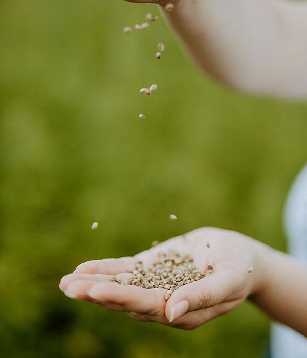 Quality Manufacturing and Best Hemp Quality Manufacturing and Best Hemp
